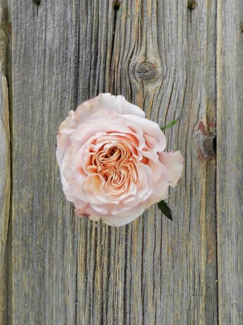 Shimmer  Peach Roses